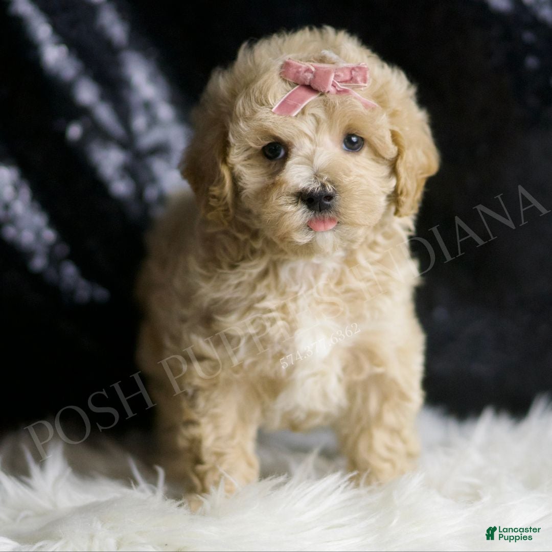 Maltipoo dogs for sale: Nutmeg - Ad 4