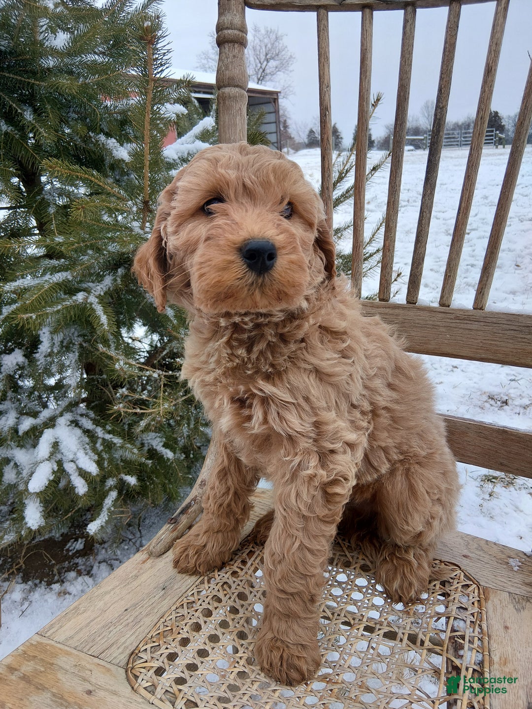 Irish Doodle dogs for sale: F1B Gunner - Ad 3