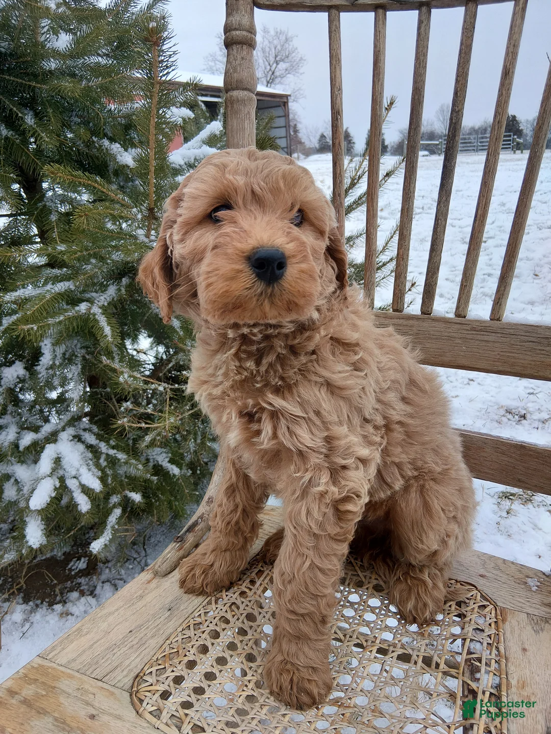 Irish Doodle dogs for sale: F1B Gunner - Ad 3