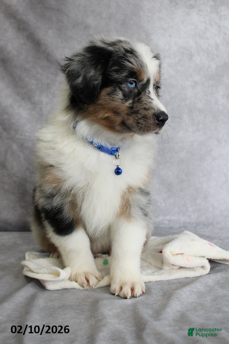 Australian Shepherd dogs Blu  - Ad 2