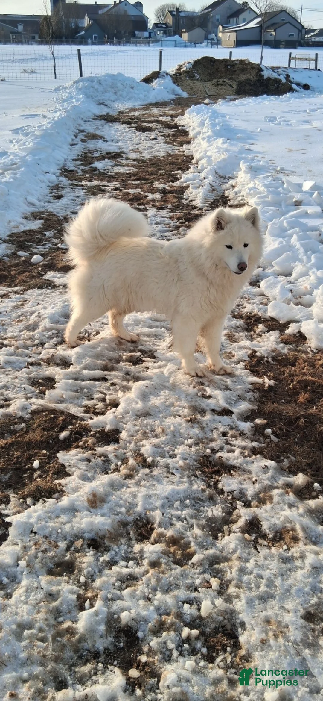 Samoyed dogs for sale: Radka  - Ad 4