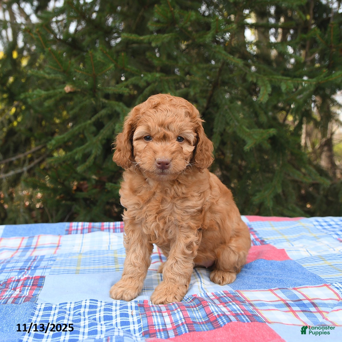 Mini Goldendoodle dogs Stella - Ad 42