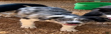 Australian Shepherd 3