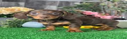 Dachshund dogs for sale: Darcy  - Ad 3