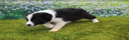 Australian Shepherd dogs for sale: Louie - Ad 5