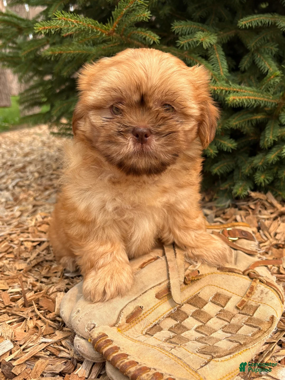Shih Tzu dogs for sale: Java - Ad 2