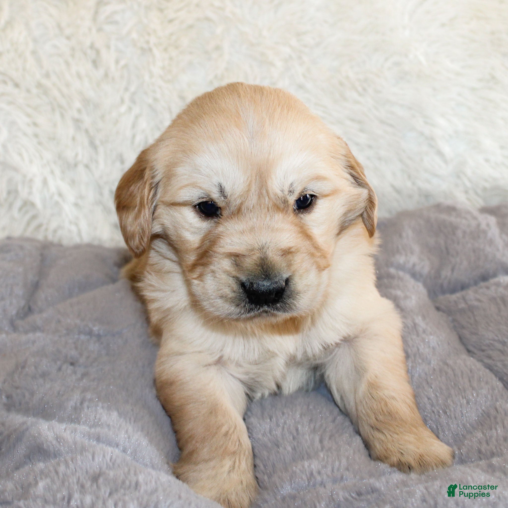 Golden Retriever dogs Nolan the TRAINED Golden Retriever Puppy  - Ad 17
