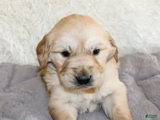 Golden Retriever dogs Nolan the TRAINED Golden Retriever Puppy - Ad 17