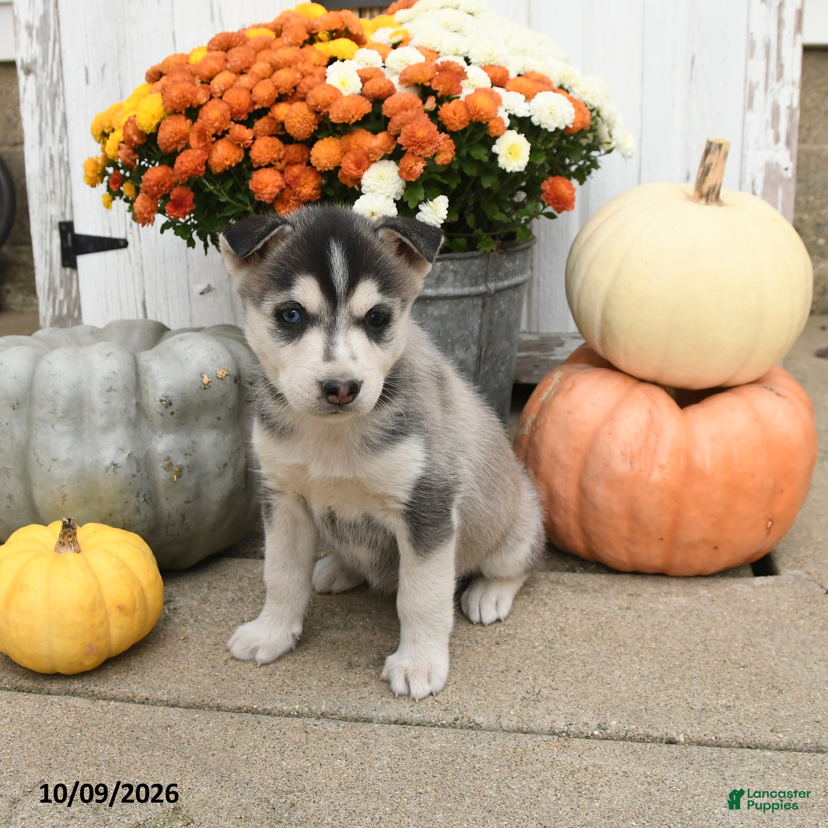Mixed Breed dogs for sale: Diva - Ad 1