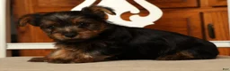 Yorkshire Terrier dogs for sale: Lonnie - Ad 8