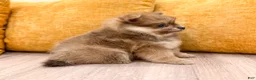 Pomeranian dogs for sale: Cuddles - Ad 6