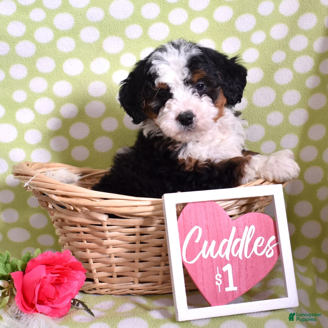 Bernedoodle dogs for sale: Gabby - Ad 1