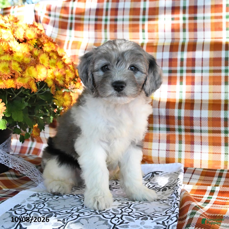 Mini Goldendoodle dogs Arnold - Ad 1