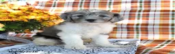 Mini Goldendoodle dogs for sale: Arnold - Ad 1