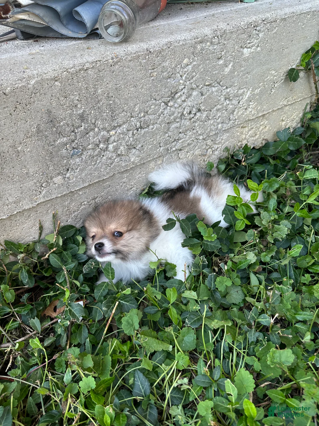 Pomeranian dogs for sale: Pomeranian 1 - Ad 2