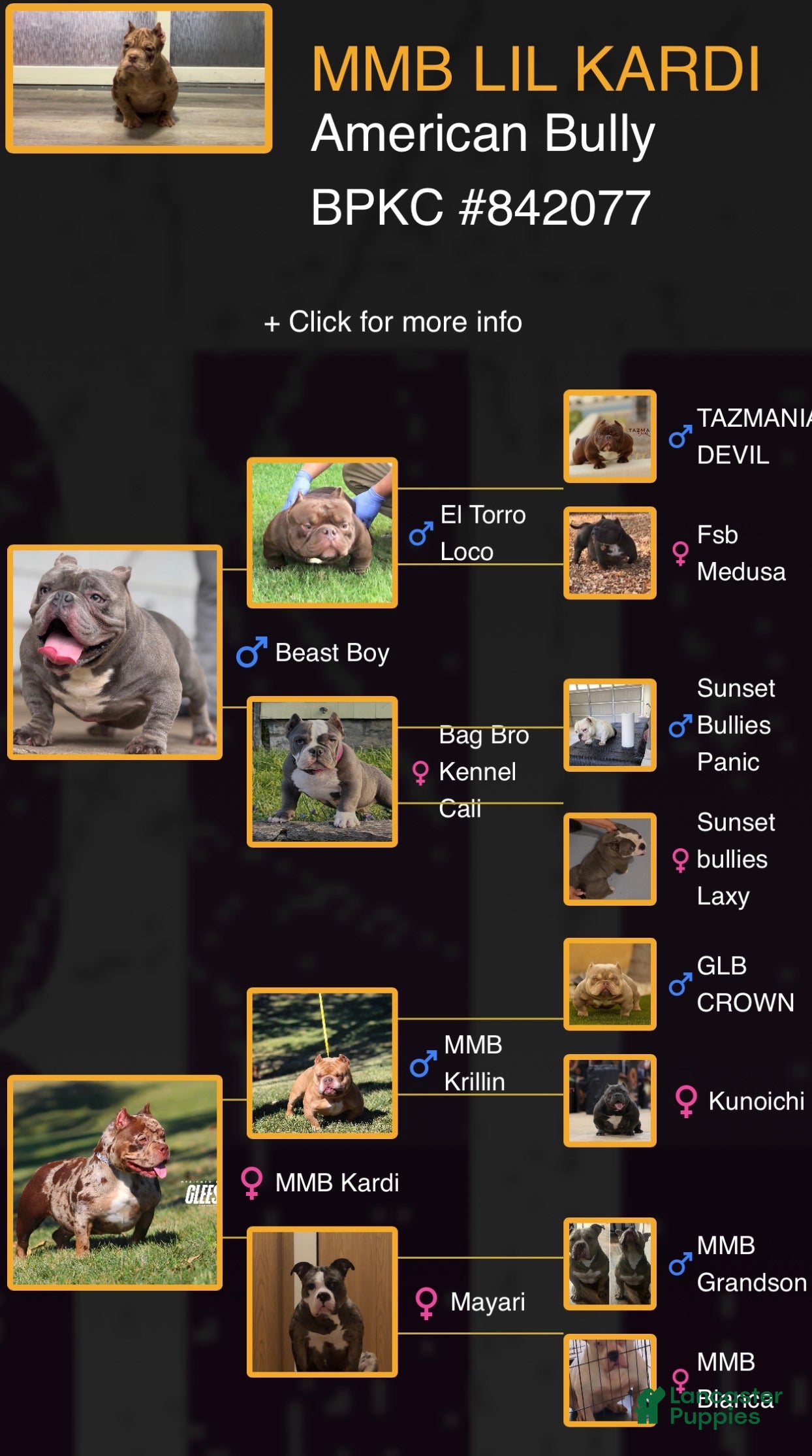 American Bully dogs American Bully Puppy 1 - Ad 2