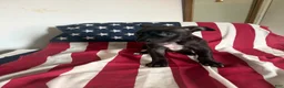 American Bully dogs for sale: American Bully 1.   ( Cosmo ) - Ad 7
