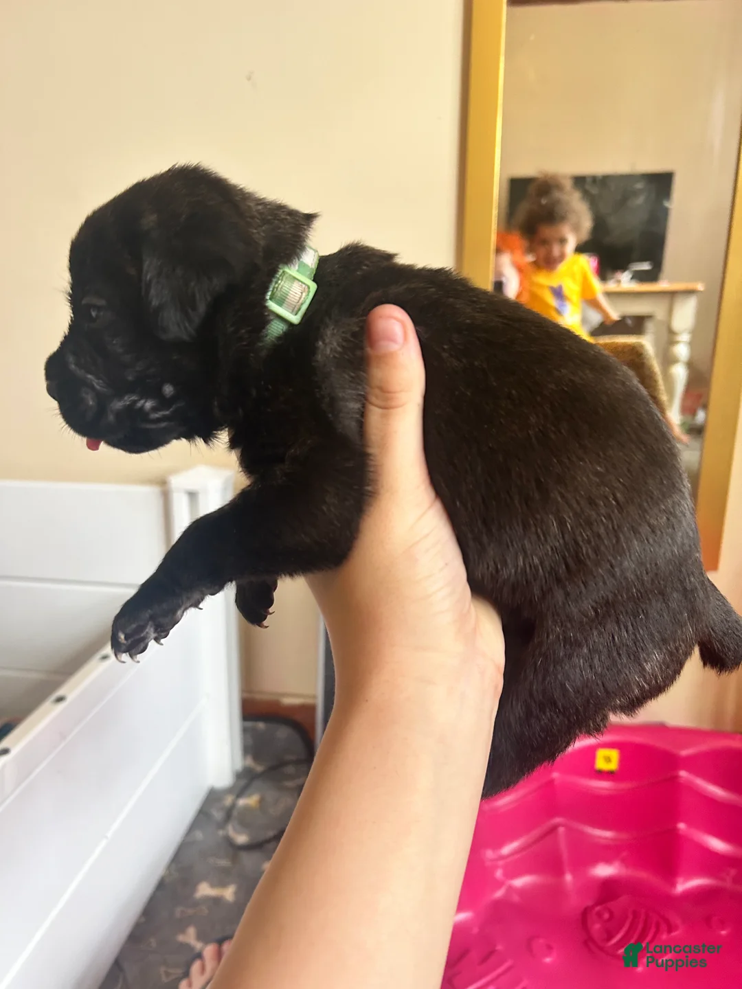 Cane Corso dogs for sale: Green and White  - Ad 2