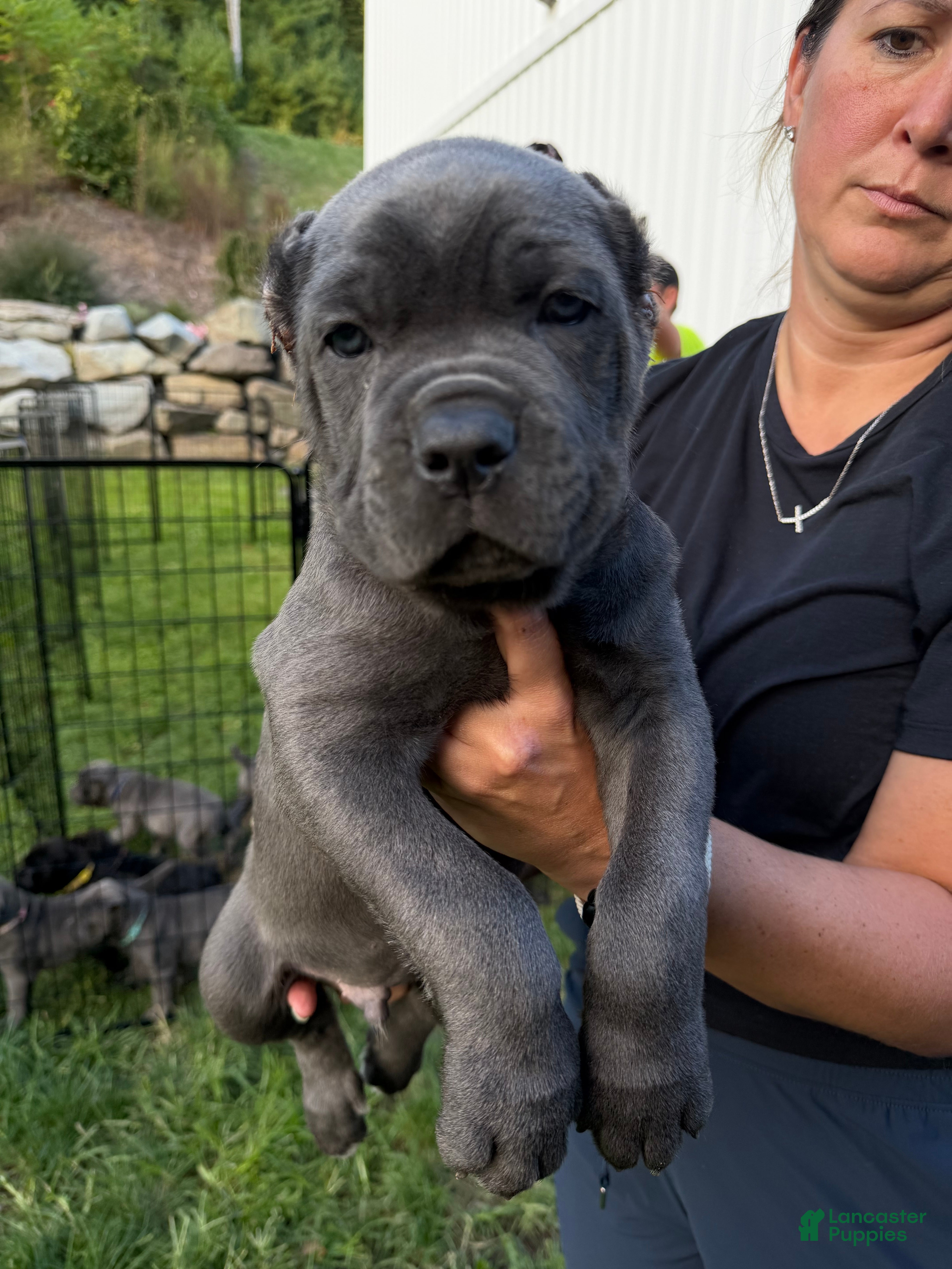 Cane Corso dogs Green Collar - Bugsy - Ad 2