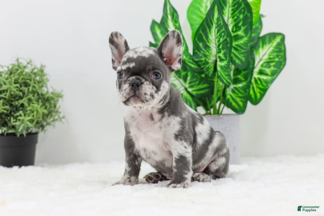 French Bulldog dogs for sale: Esther - Ad 9