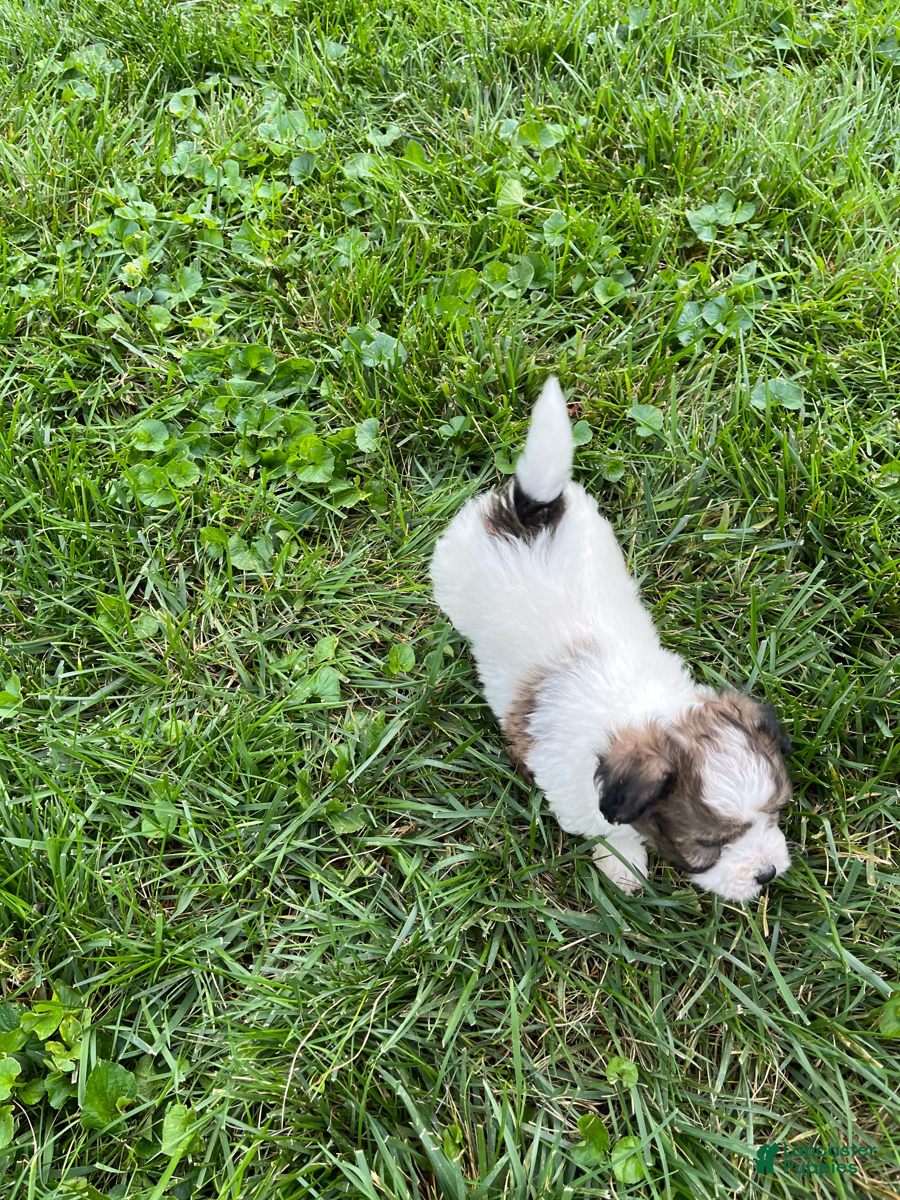 Mixed Breed dogs Milo - Ad 2