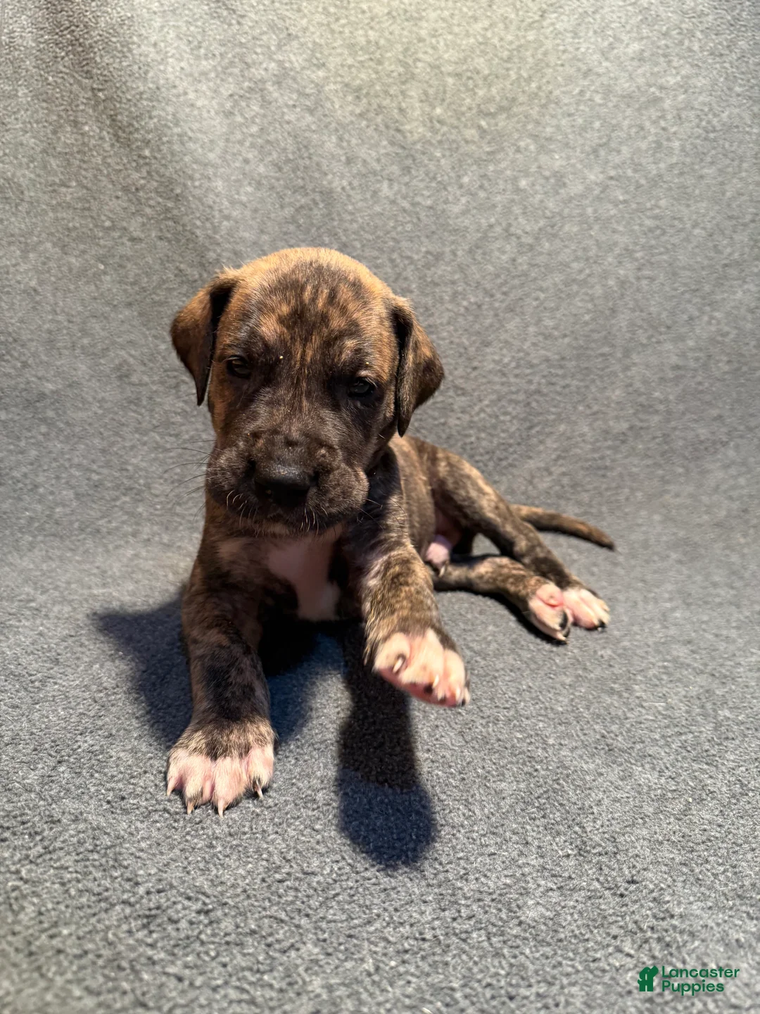 Great Dane dogs for sale: Dark Green Collar - Ad 2