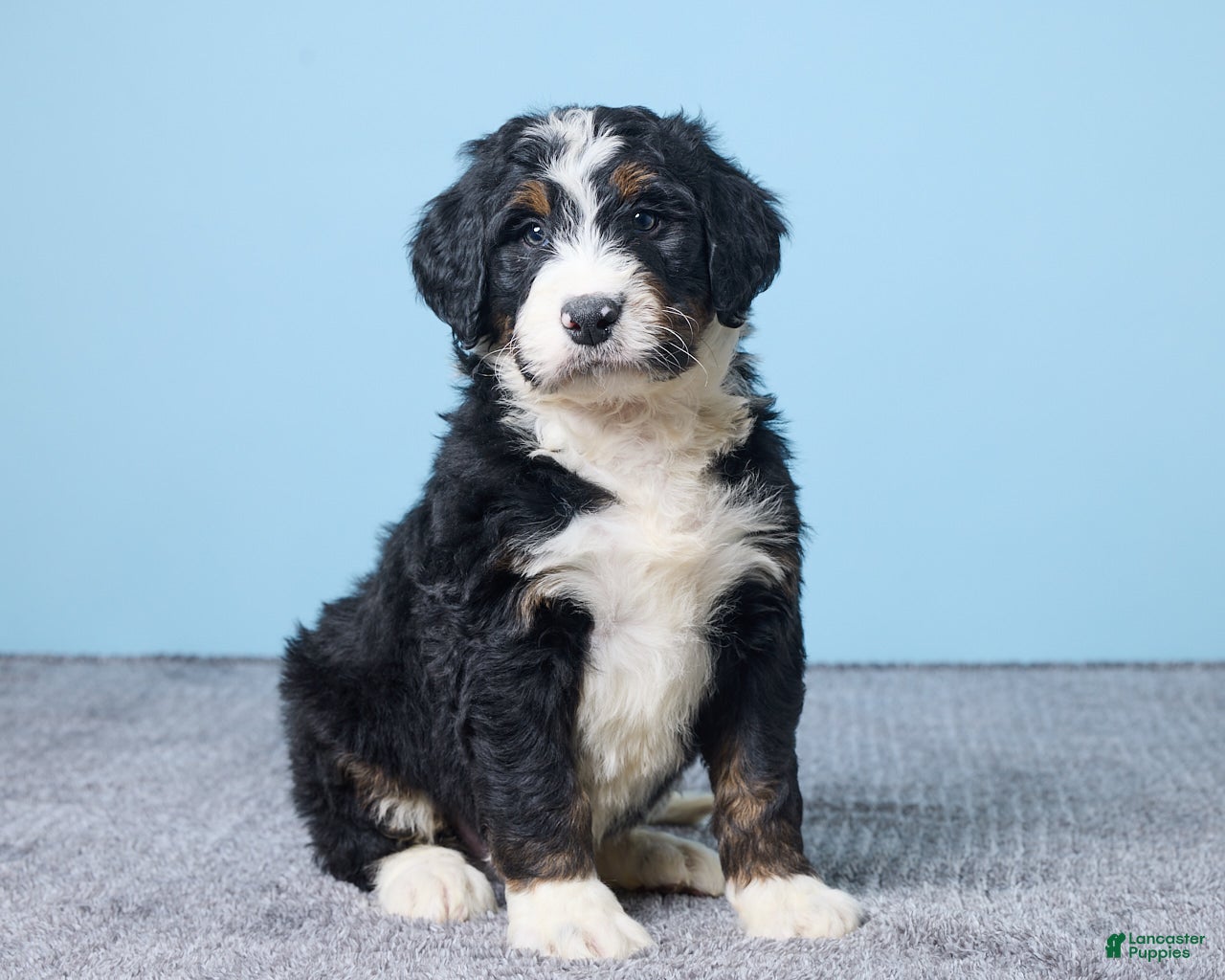 Bernedoodle dogs Harley - Ad 31