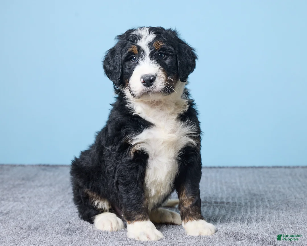 Bernedoodle dogs for sale: Harley - Ad 1