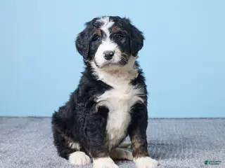 Bernedoodle dogs Harley - Ad 31