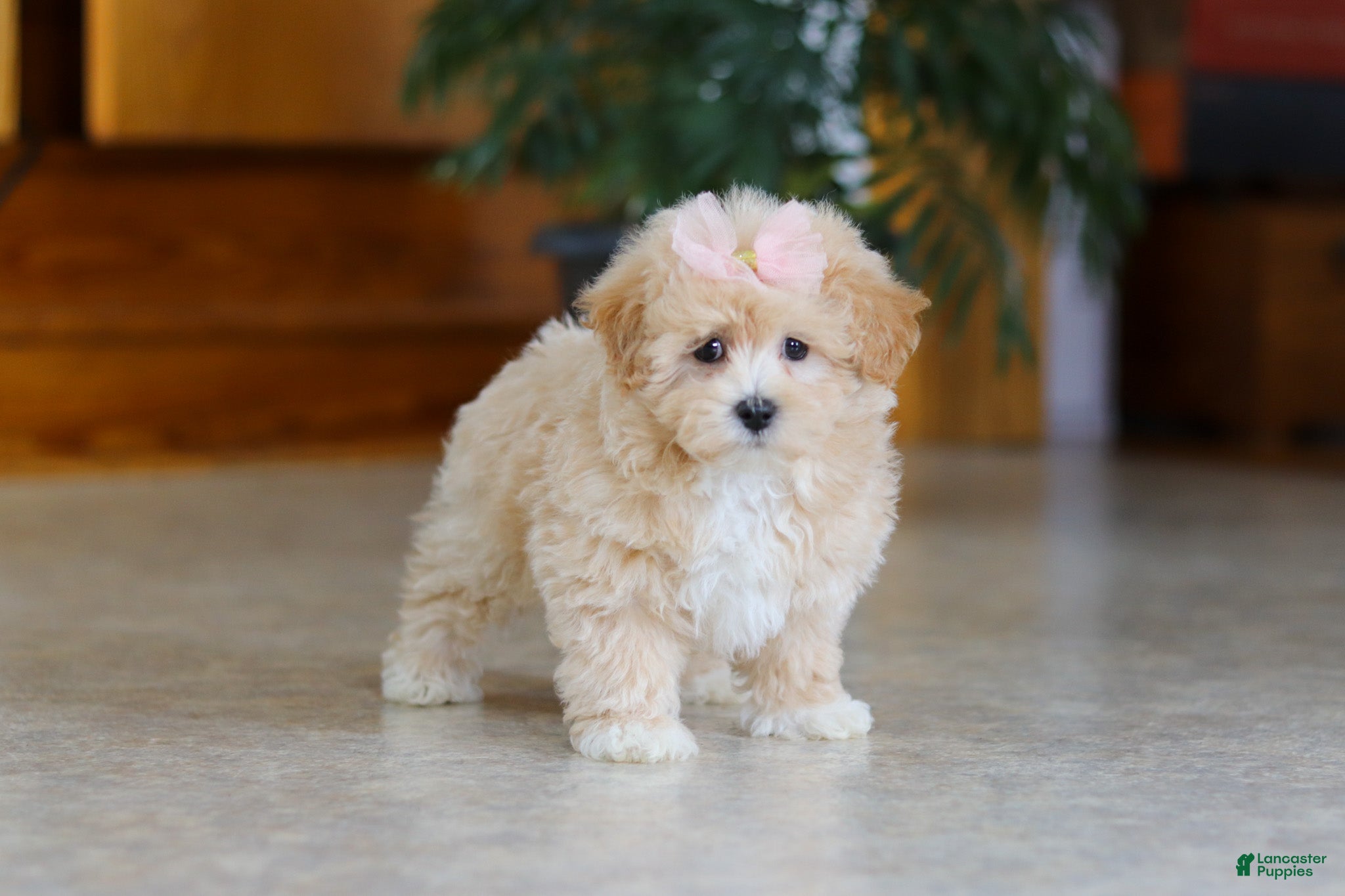 Maltipoo dogs Callie - Ad 2