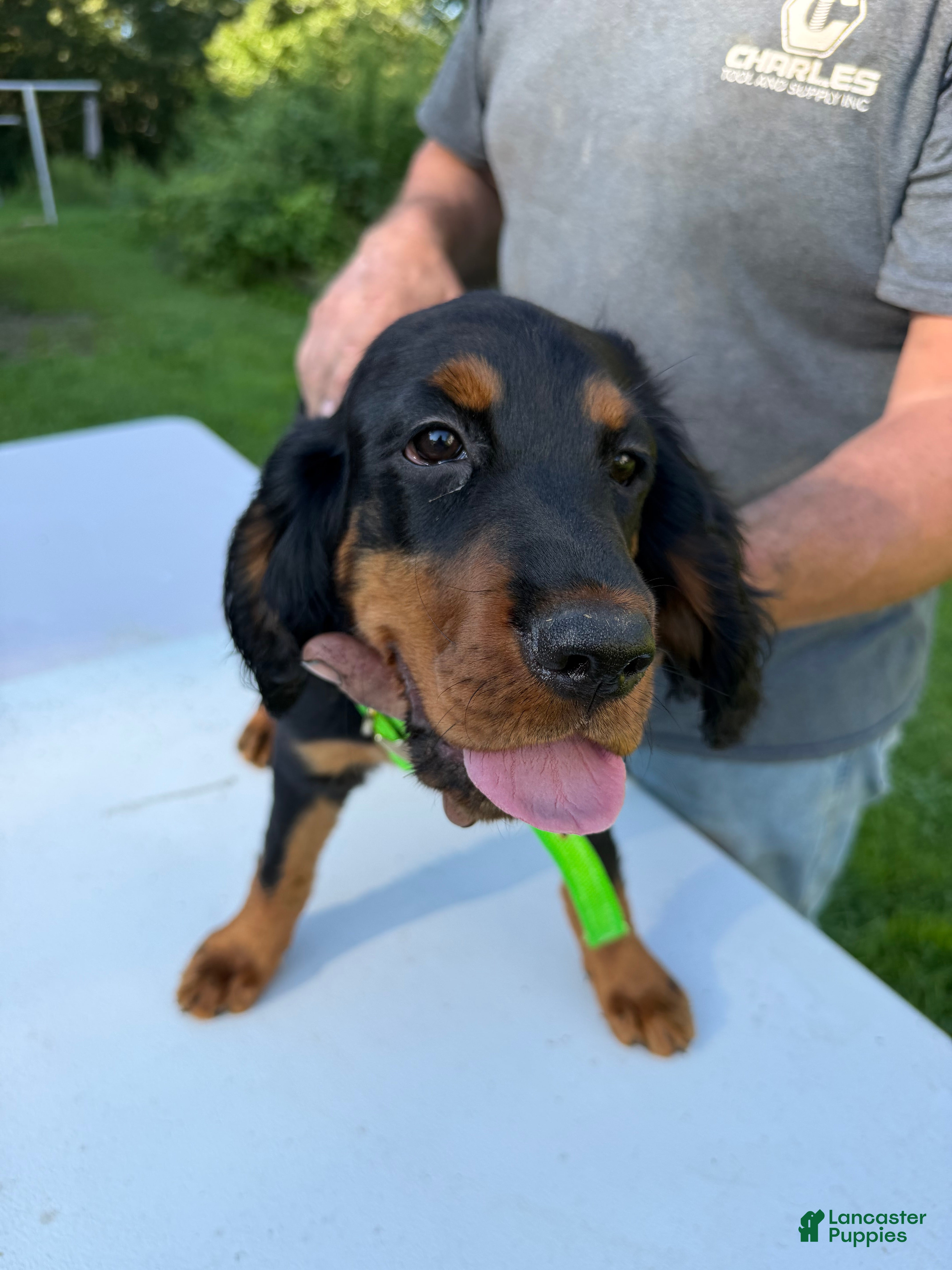 Gordon Setter dogs Lime Green Girl - Ad 1