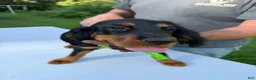 Gordon Setter dogs for sale: Lime Green Girl - Ad 1