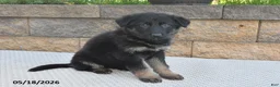 German Shepherd dogs for sale: Lula - Ad 4