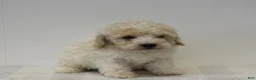 Miniature Poodle dogs for sale: Chase - Ad 2