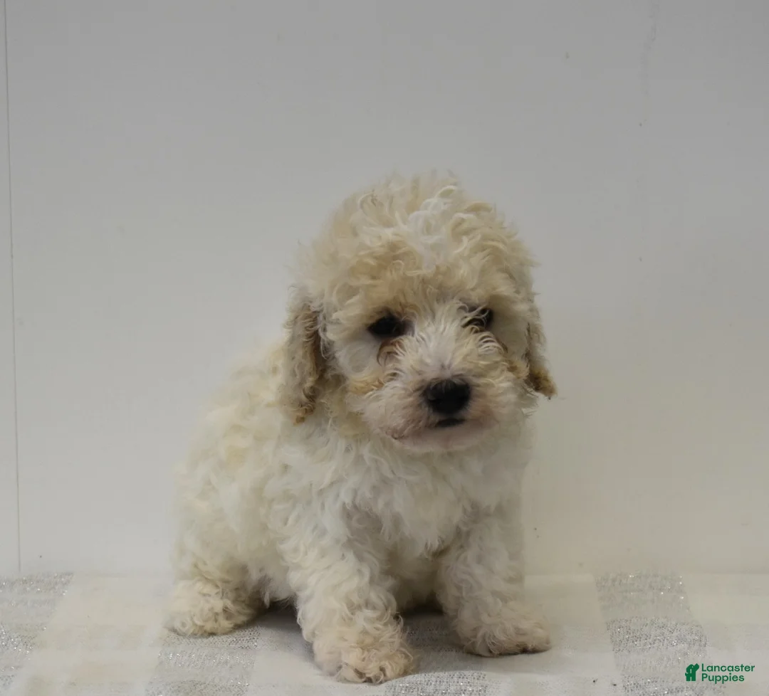 Miniature Poodle dogs for sale: Chase - Ad 2