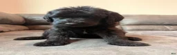 Double Doodle dogs for sale:  Amethyst - Ad 27