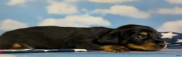 Miniature Dachshund dogs for sale: AKC Panther LH DNA OFA  - Ad 5
