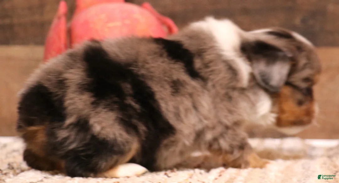 Toy Australian Shepherd dogs for sale: Rory  - Ad 3