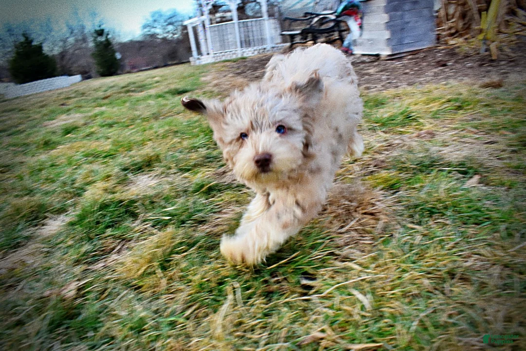 Havapoo dogs for sale: Webster - Ad 35