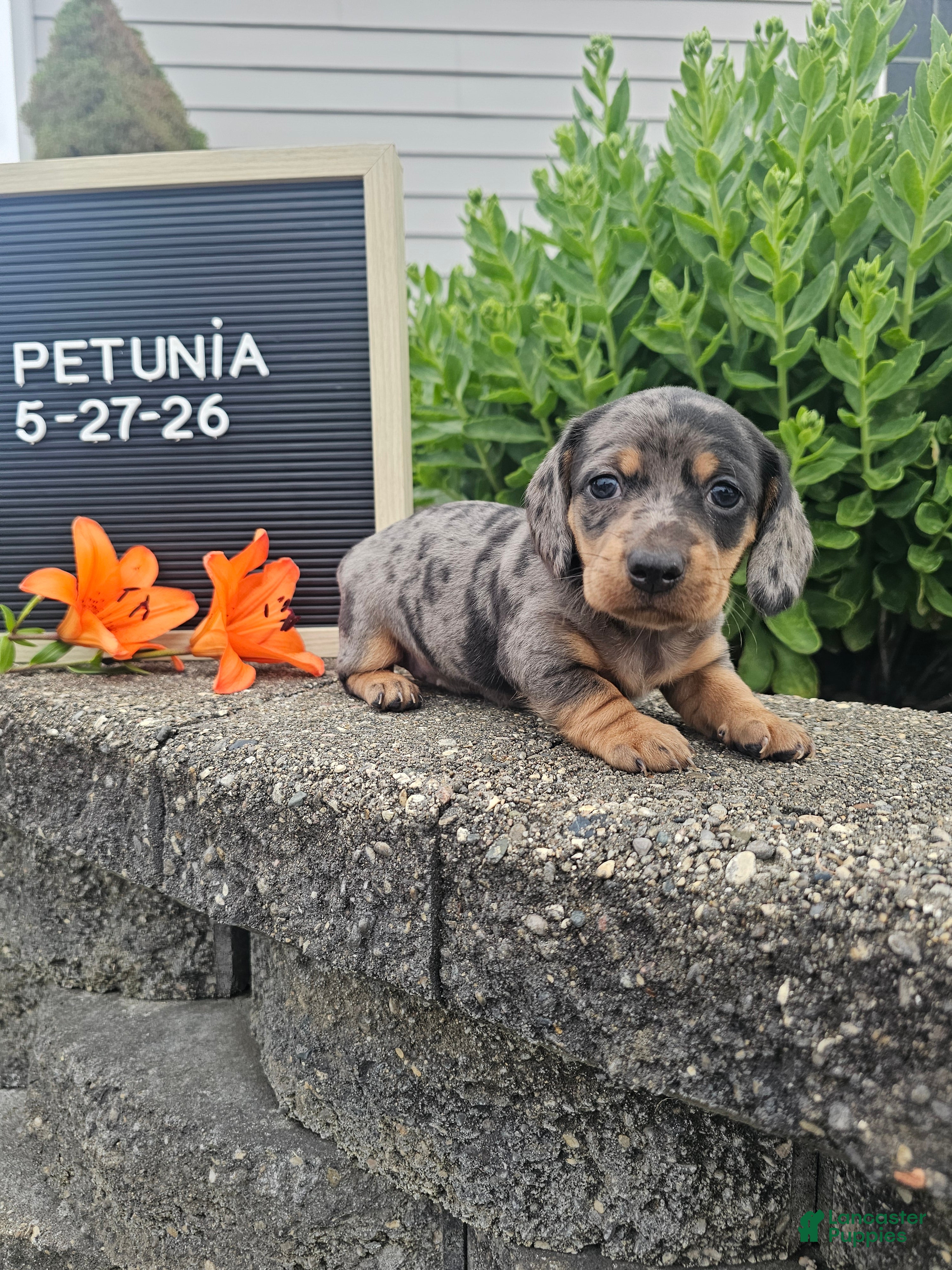 Miniature Dachshund dogs Petunia - Ad 1