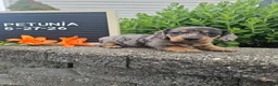 Miniature Dachshund dogs for sale: Petunia - Ad 1