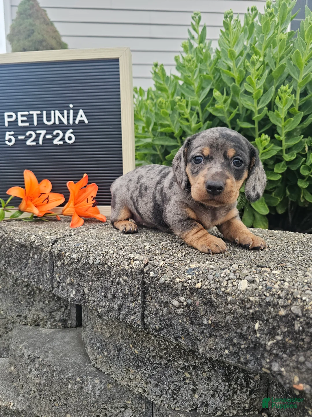 Miniature Dachshund dogs for sale: Petunia - Ad 1