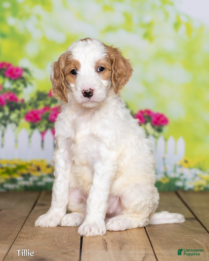 Goldendoodle dogs Tillie - Ad 2