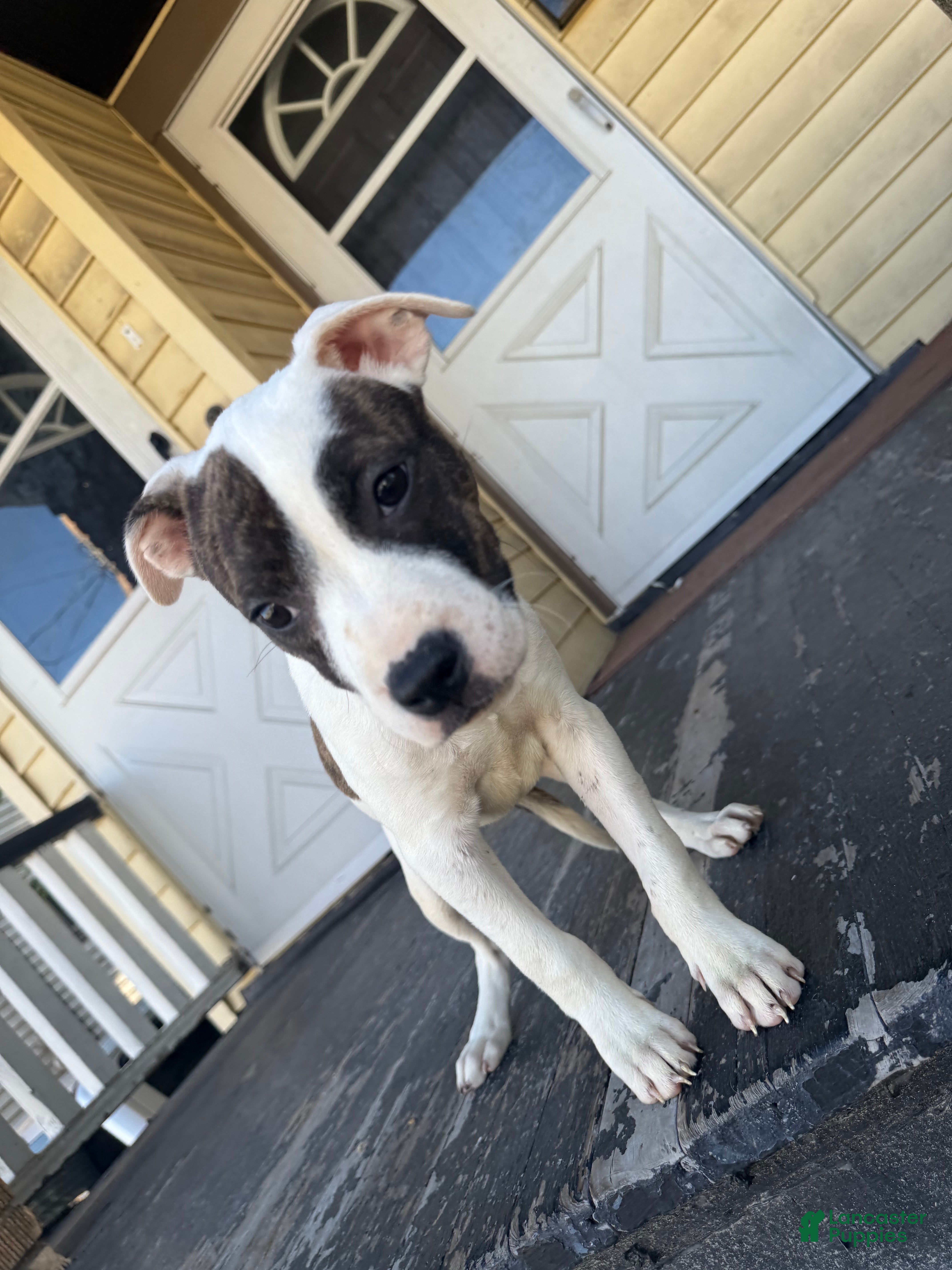 American Pit Bull Terrier dogs Cleo  - Ad 26