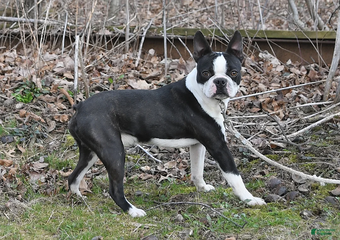 Boston Terrier dogs for sale: Paris - Ad 7