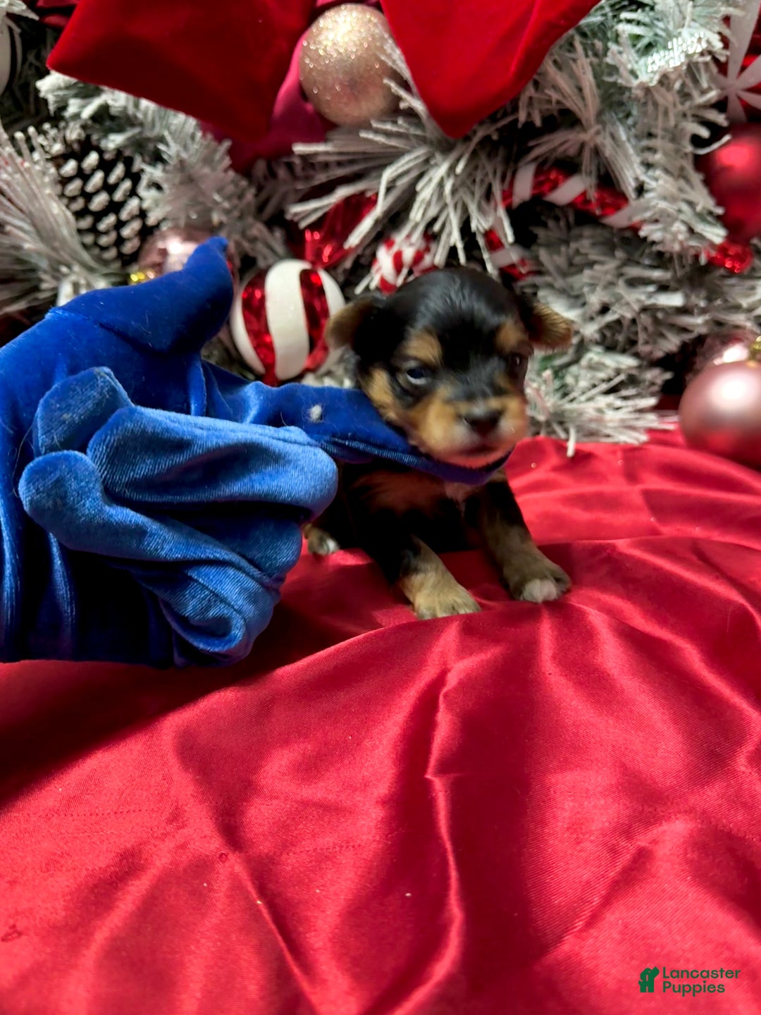 Yorkshire Terrier dogs for sale: Fettuccine  - Ad 5