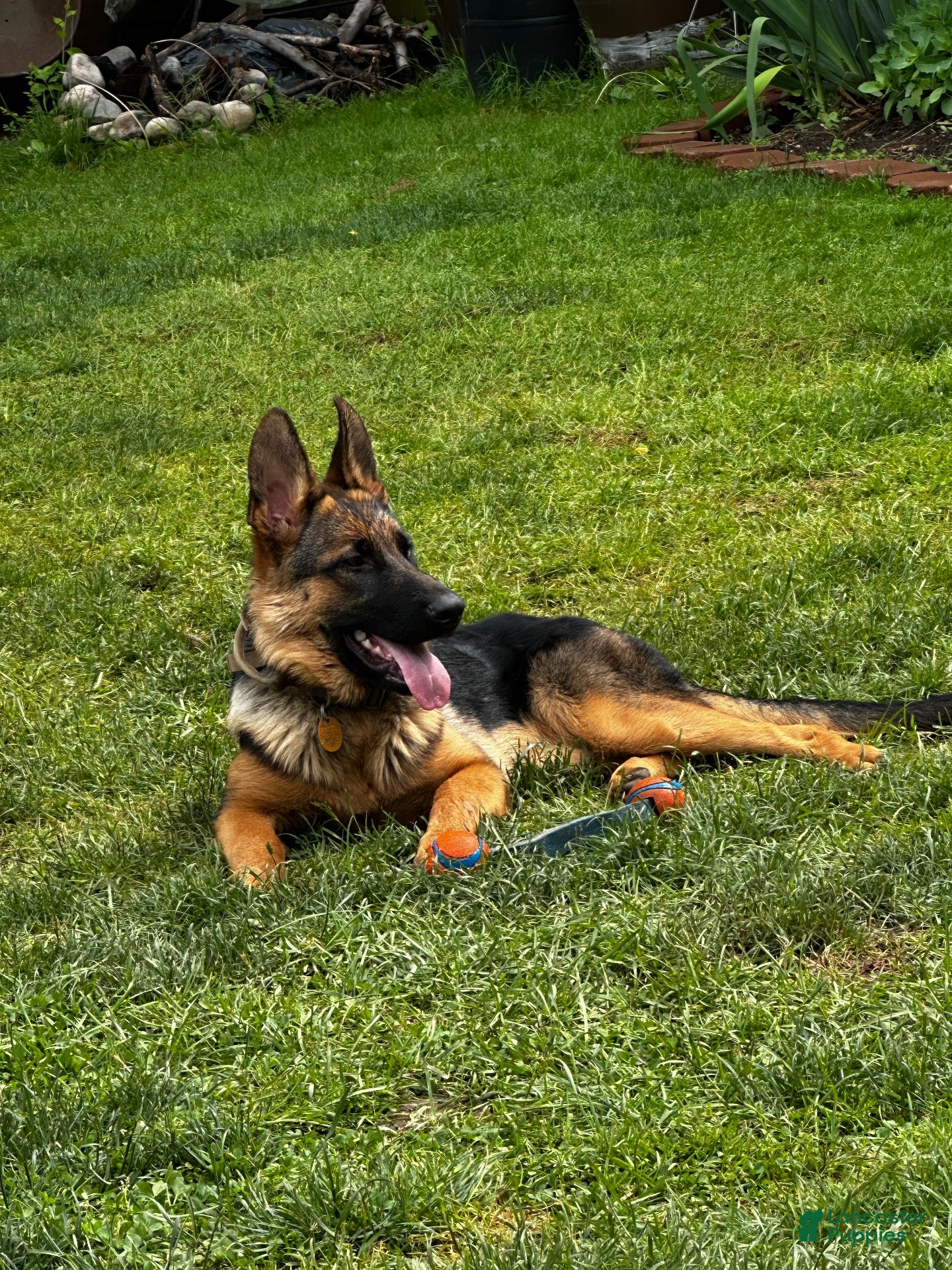 German Shepherd dogs German Shepherd 2 - Ad 2