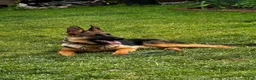 German Shepherd dogs for sale: German Shepherd 2 - Ad 2