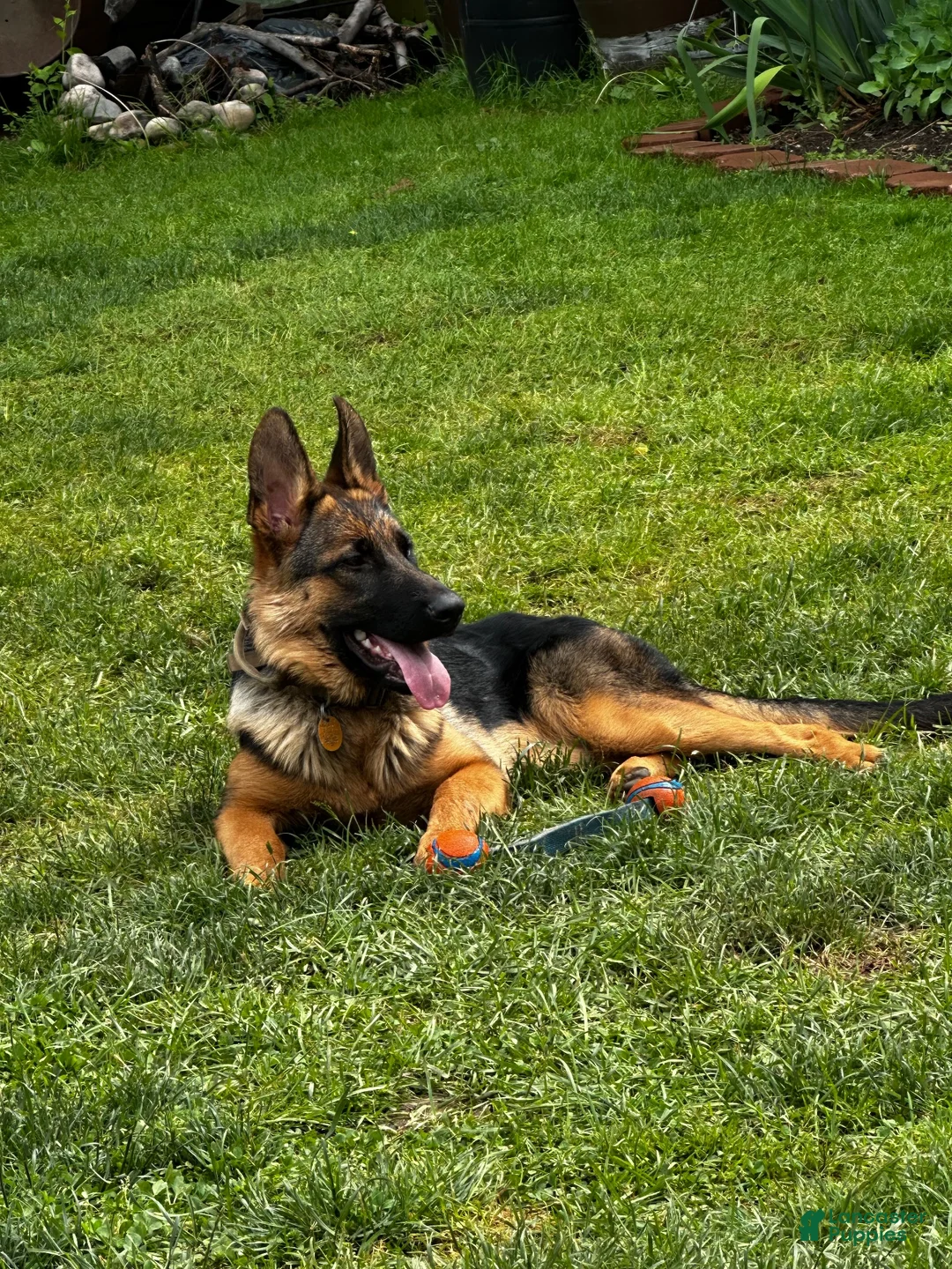German Shepherd dogs for sale: German Shepherd 2 - Ad 2
