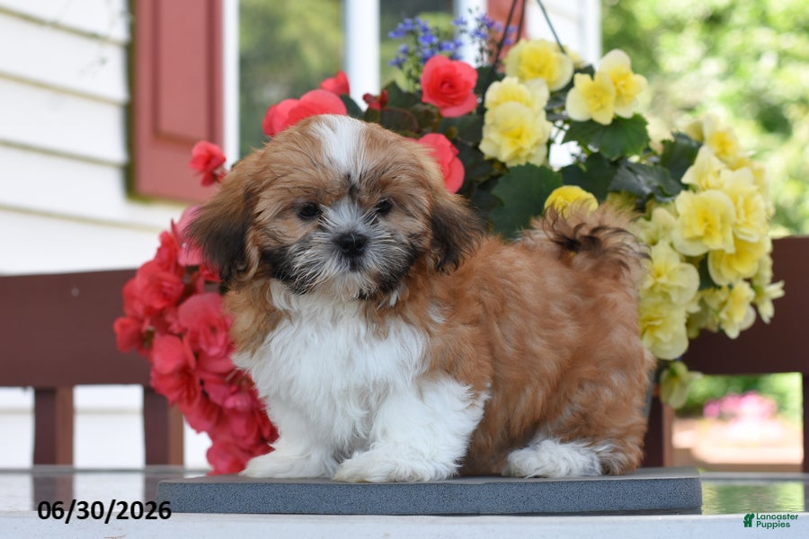 Shih Tzu dogs Mango - Ad 1